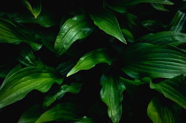 Yeşil yaprakların arkaplanı. Bitkilerin Tam Çerçevesi