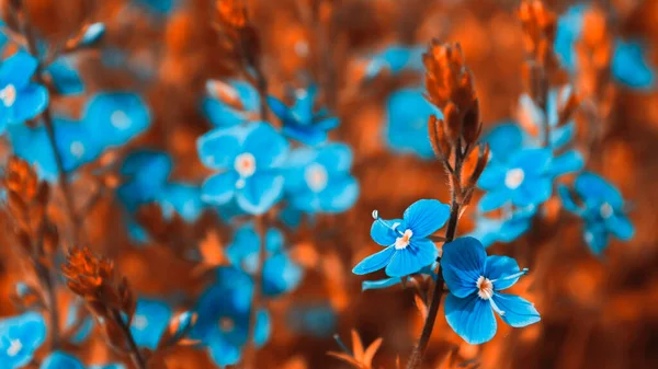 Veronica Chamaedrys Bir Sürü Çiçeği Tarlada Kırmızı Otlarla Fotoğraf Mavi — Stok fotoğraf