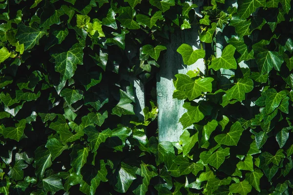 Тло Зеленого Листя Повнокадровий Знімок Рослин — стокове фото