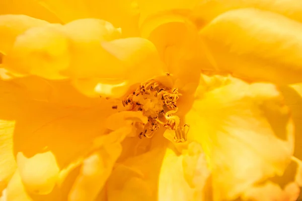 장미의 뒷배경 클로즈업 — 스톡 사진
