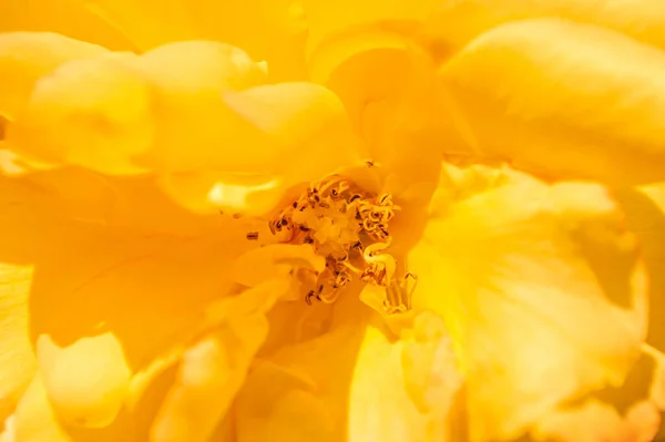 Fond Rose Jaune Photo Rapprochée — Photo