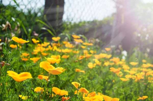 Kaliforniya Altın Haşhaş Tarlası Sarı Çiçekli Tarla — Stok fotoğraf