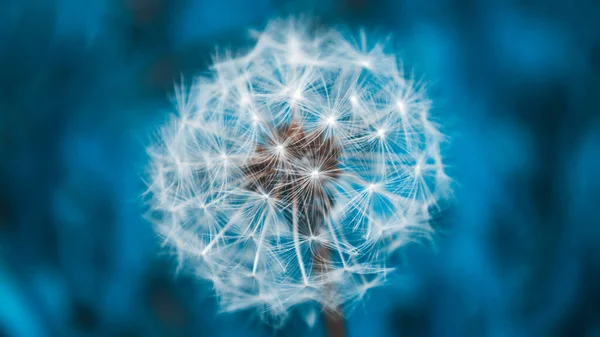 Een Pluizige Witte Paardebloem Blauwe Achtergrond Met Bokeh Foto Met — Stockfoto