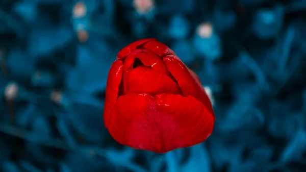 红色郁金香芽在暗草的背景上 用蓝色调拍照 暗夜照片 — 图库照片