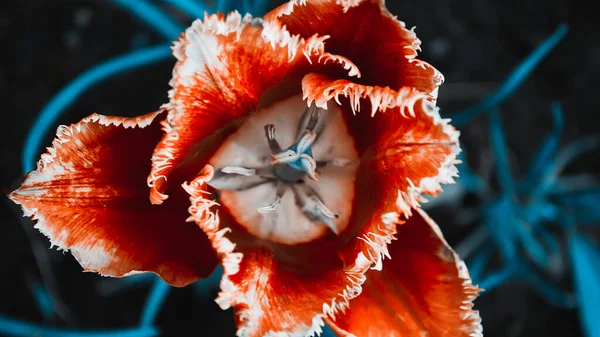 Tulip Photographed Garden Photo Red Blue Tone — Stock Photo, Image