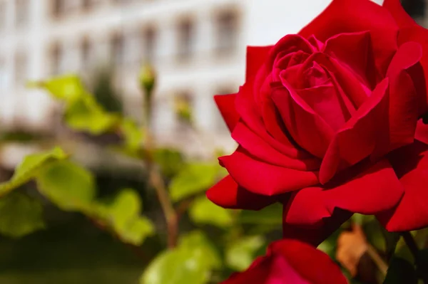 Vild Vacker Röd Ros Närbild Rosenbakgrund — Stockfoto
