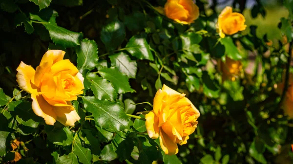 Wild Beautiful Yellow Rose Closeup Rose Background — Stock Photo, Image