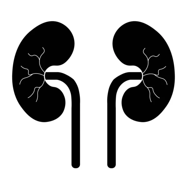 Human Body Organs Urinary System Kidneys Anatomy — Stock Illustration Human Body Organs Urinary System Kidneys Anatomy Vector Graphics