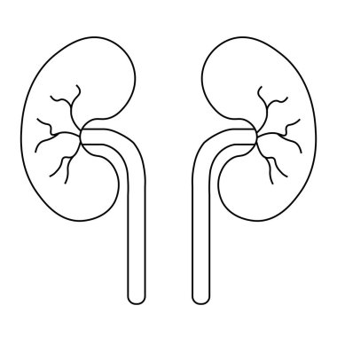İnsan Vücut Organı İdrar Sistemi Böbrekleri Anatomisi