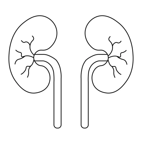 Organes Corps Humain Système Urinaire Anatomie Des Reins — Image vectorielle