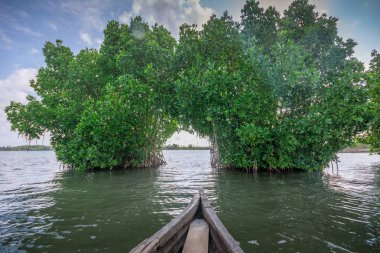 Munroe Adası 'nda Mangrove ormanından kano gezisi
