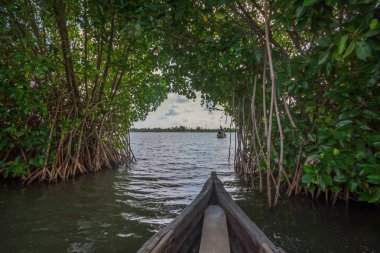 Munroe Adası 'nda Mangrove ormanından kano gezisi