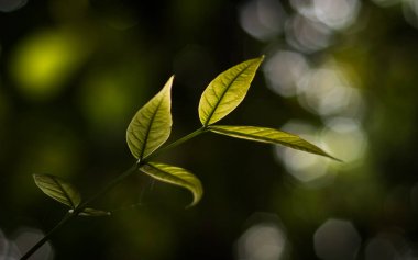 Swietenia macrophylla ihale yaprakları
