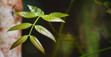 Swietenia macrophylla ihale yaprakları