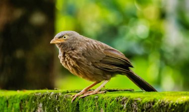 Jungle yedikardeşi duvara oturan