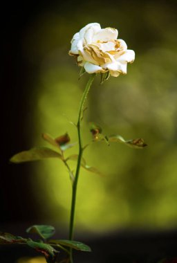 Altın güneş ışığında beyaz gül