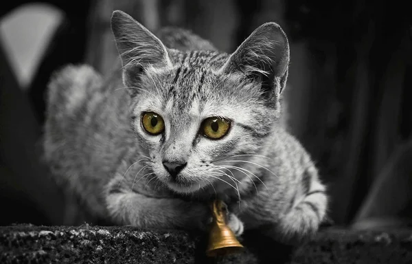 An Indian Cat with golden bell sitting on the compound wall