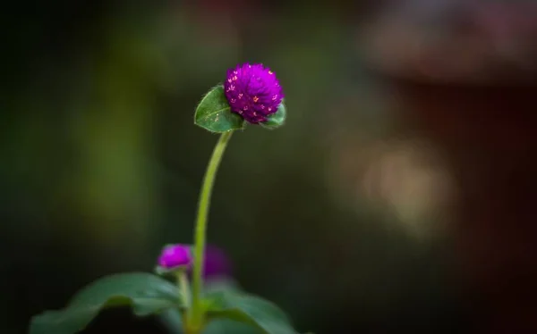 Gomphrena globosa, commonly known as globe amaranth, makhmali and vadamalli — Stock Photo, Image