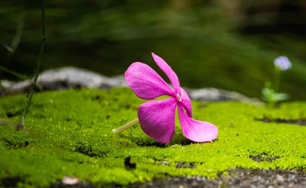 Vinca blomma-rosa färg — Stockfoto