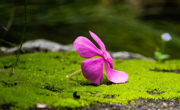 Vinca blumen- rosa Farbe — Stockfoto