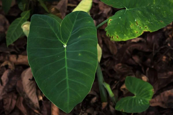 Wassertropfen auf grüne Araceae Blatt Textur — Stockfoto