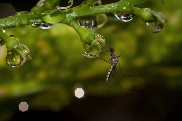 Bir yaprak üzerinde sivrisinek içme suyu — Stok fotoğraf