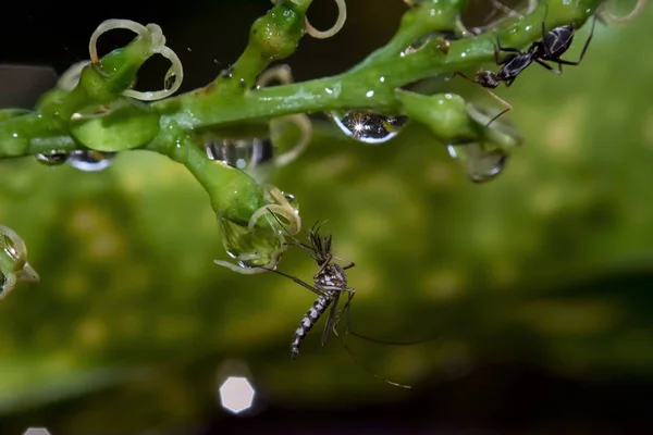 Mosquito e formiga sentados em uma planta — Fotografia de Stock