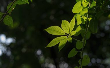 Yeşil yaprak ve arka ışık