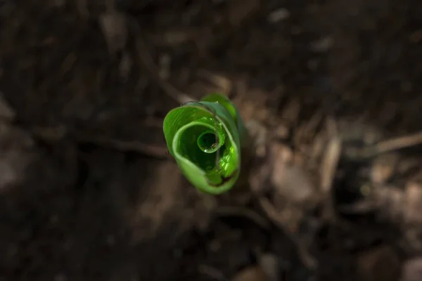 Areal skott av unga bananplanta — Stockfoto