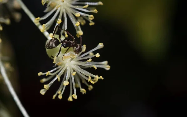 꽃에서 꿀을 모으는 검은 개미 — 스톡 사진