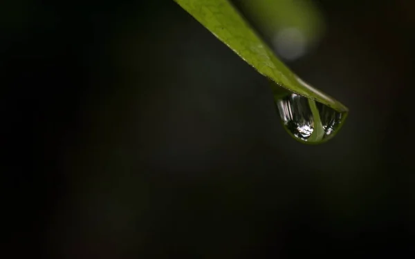 Vatten droppe i slutet av ett löv — Stockfoto