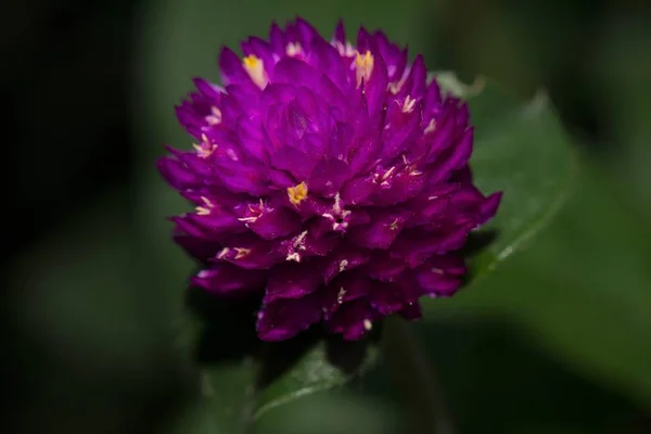 Närbild bild av vadamalli eller Gomphrena Auktor Stockfoto