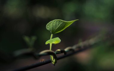 Yeşil yaprak arka plandan izole, duvar kağıtları ve kapak fotoğrafları için uygun
