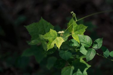 bir ormanda bir bitkinin yaprak görüntüsü