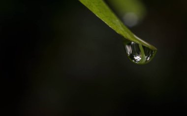 Bir yaprağın ucundaki su damlası