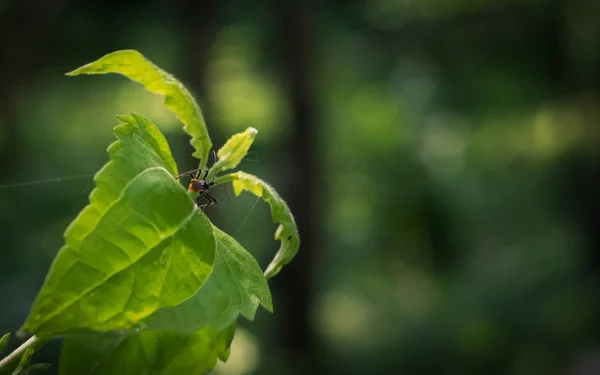 Bug sentado em uma folha verde — Fotografia de Stock