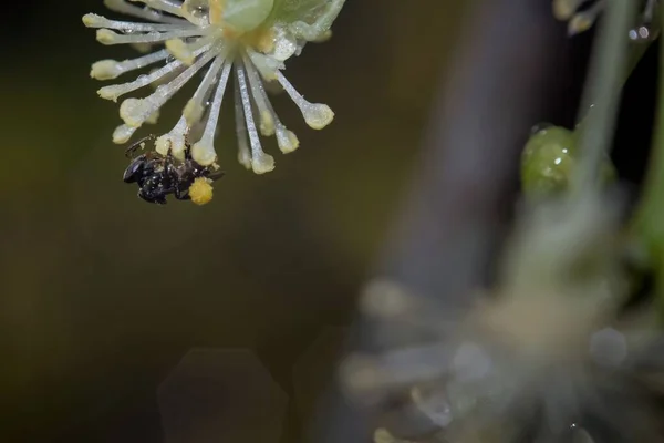 Mel abelha coletando néctar e pólen de flor — Fotografia de Stock