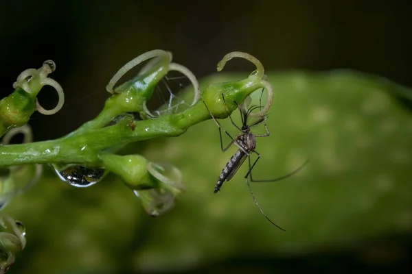 Mosquito sentado em uma flor de planta — Fotografia de Stock