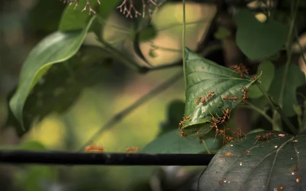 Nestbau durch Weberameisen auf einem Baum — Stockfoto