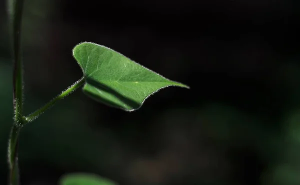 Luz solar caindo em uma única folha verde e é isolado do fundo — Fotografia de Stock