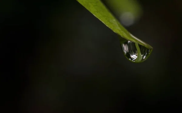 La goccia d'acqua alla fine di una foglia — Foto Stock