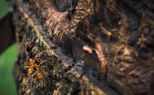 Zwei Weberameisen klettern mit einer toten schwarzen Ameise auf einen Baum — Stockfoto