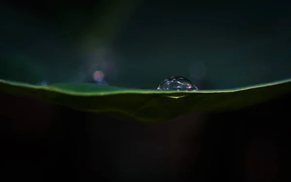 Water drops on the edge of green araceae leaf with beautiful reflection on its bottom — Stock Photo, Image