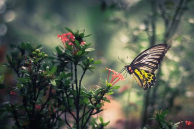 Bulanık arka plandan izole edilmiş sarı kuyruklu kelebeğin yakın çekim