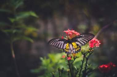 Sarı benekli kelebek kırmızı bir çiçekte oturuyor.
