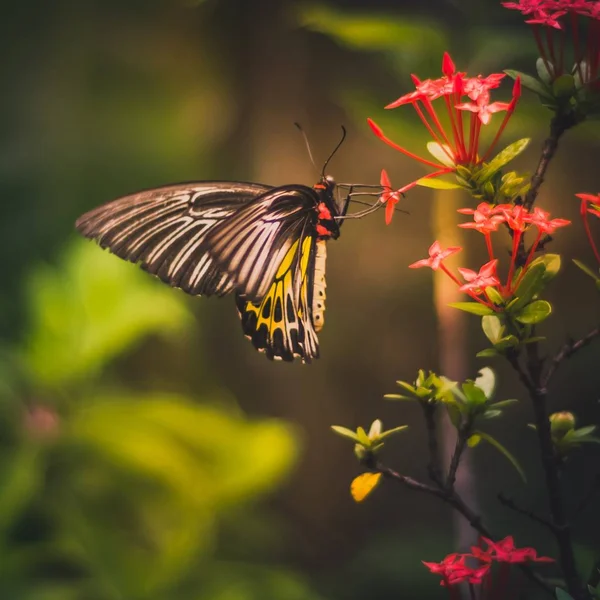 Yellow spotted butterfly eating pollen on a red flower — 스톡 사진