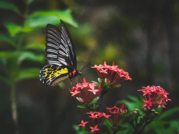 Nahaufnahme eines gelb gefleckten Schmetterlings, der Pollen auf einer roten Blume isst — Stockfoto