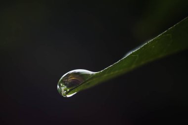 Bulanık karanlık arka plan üzerinde yaprak üzerinde yağmur damlası