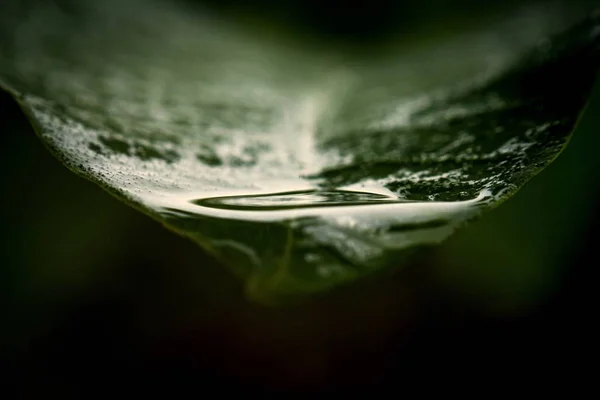 Gota de lluvia en un extremo de la hoja — Foto de Stock