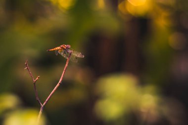 kuru dalda oturan yusufçuk